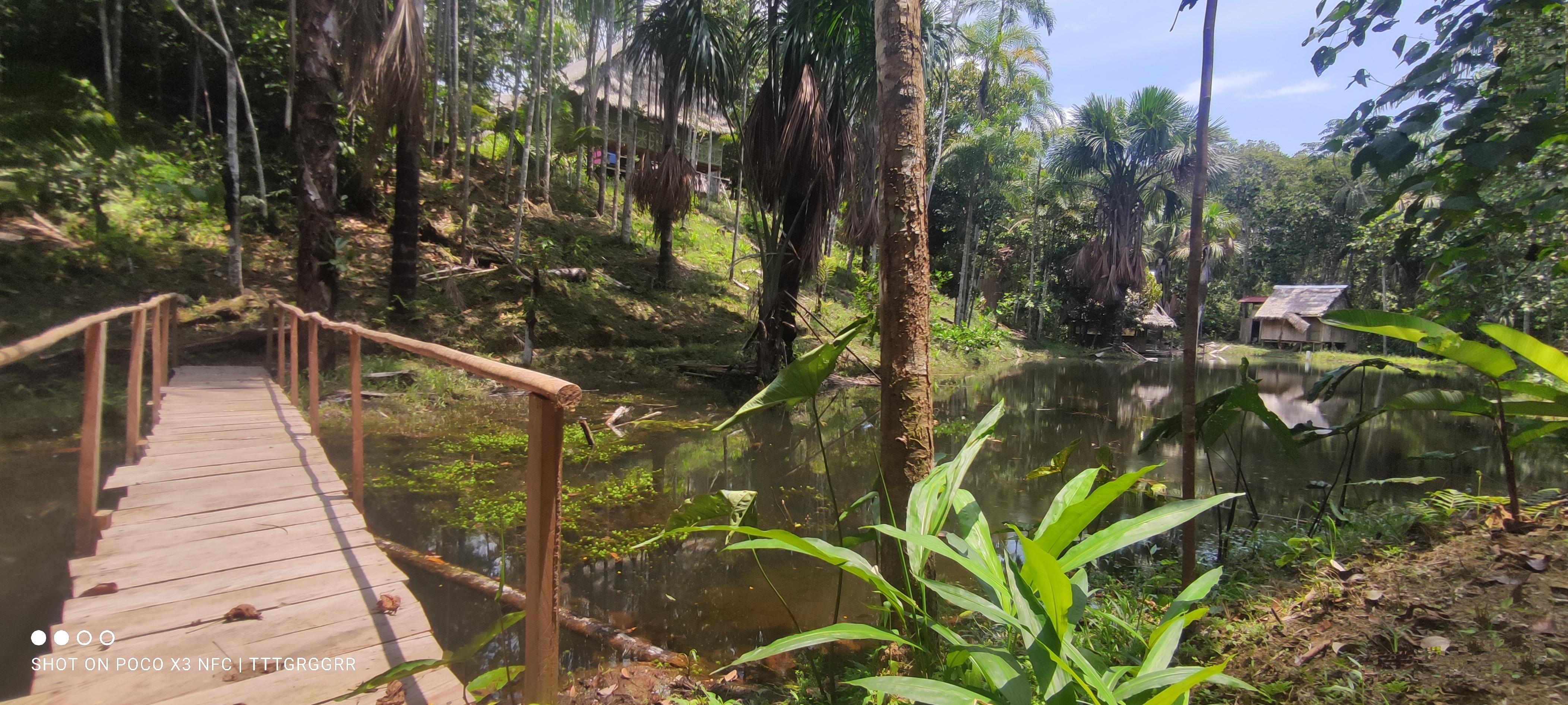 Amazon rainforest setting around the Healing Home