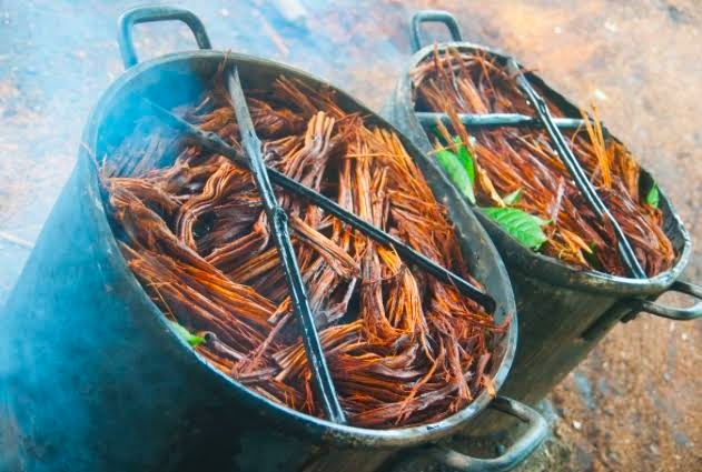 Ayahuasca Medicine