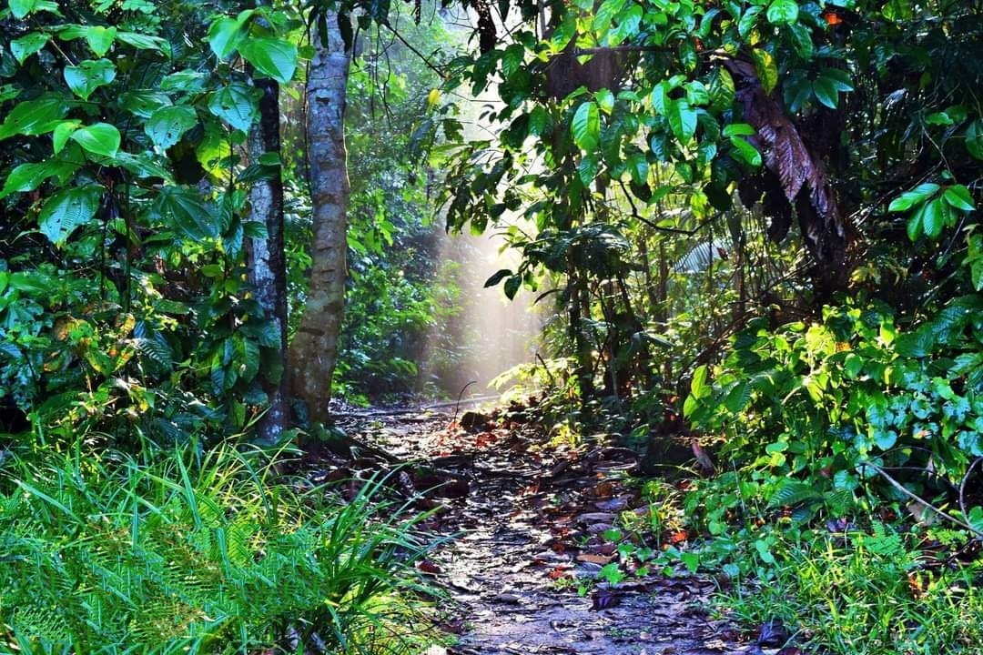 7-Day Master Plant Retreat